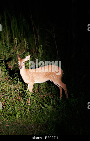 Night deer Stock Photo