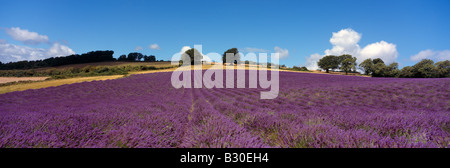 Panoramic view of a lavender field Castle Farm, Shoreham. Stock Photo