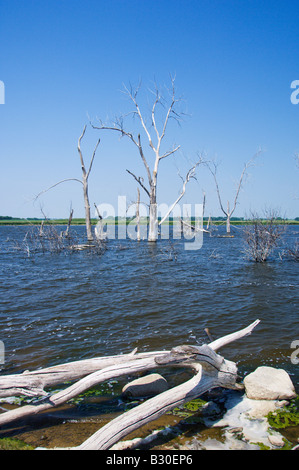 Dead trees in the water of Devils Lake North Dakota USA Stock Photo - Alamy