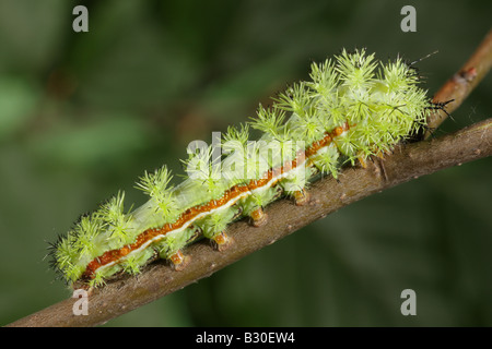 Bullseye Moth Larva - Automeris io Stock Photo - Alamy