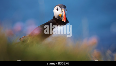 A puffin on the clifftops at Latrabjarg, West Fjords, Iceland Stock Photo
