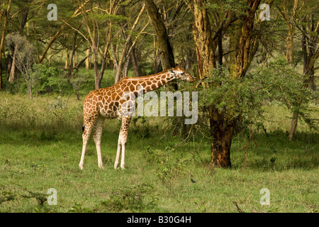 Rothchilds Giraffe (Giraffa camelopardalis rothchildi) eating leaves from yellow acacia trees Stock Photo