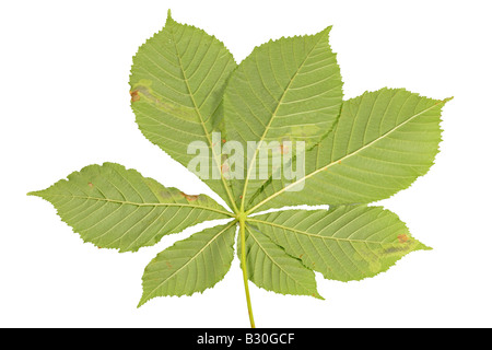 HORSE CHESNUT LEAF MINER Cameraria ohridella SHOWING MINES IN LEAF FROM UNDERSIDE Stock Photo