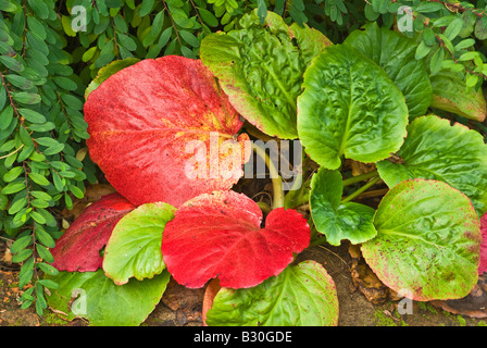 Bergenia leaves turning red in October Stock Photo