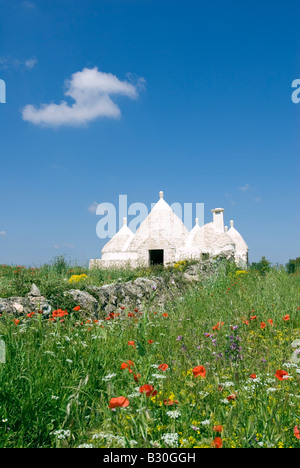 Europe Italy Apulia white Trullo House in flowery meadow and natural stone wall near town of Alberobello Stock Photo