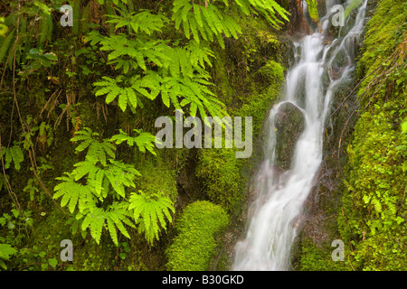 small silky waterfall misting moss and maidenhair ferns near Walker Pass in the Olympic National Forest of Washington USA Stock Photo