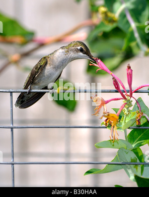 A female Ruby throated Hummingbird Archilochus colubris perches on a wire trellis and feeds from honeysuckle, Lonicera heckrottii. Oklahoma, USA.