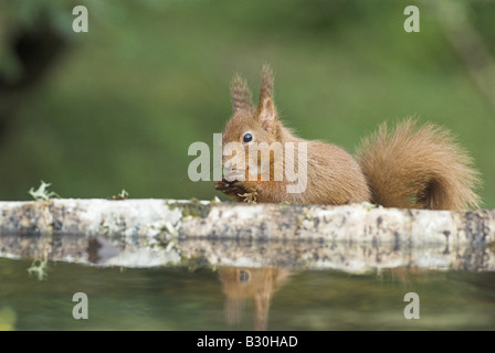 A Red Squirrel feeding at a garden pond in Argyll, Scotland. Stock Photo