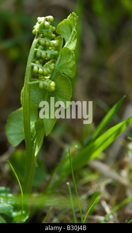 Moonwort (Botrychium lunaria), fern Stock Photo
