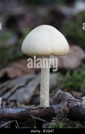 Pale Brittlestem - Psathyrella candolleana Stock Photo