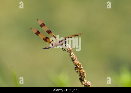 Halloween Pennant Dragonfly perched on plant Stock Photo