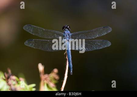 Slaty Skimmer Dragonfly perched on twig Stock Photo