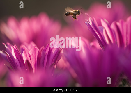 A honeybee flies in search of pollen over the blossoms of the Pitaya Cactus, also known as Strawberry Cactus. Stock Photo