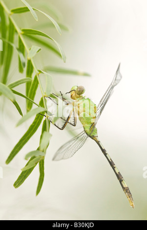 Early in the morning a Green Darner Dragonfly cleans its eye with its foot before flying away from its Mesquite tree perch. Stock Photo