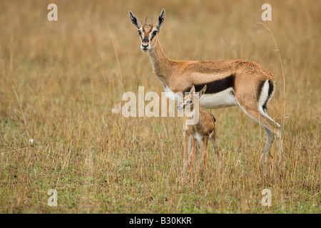 Thomson's Gazelle (Gazella thomsonii) Stock Photo