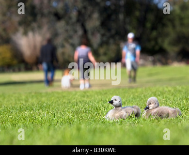 Black Swan cygnets sat in the grass with people walking close by. Lake Monger Reserve Perth, Australia. Example of tame wildlife Stock Photo