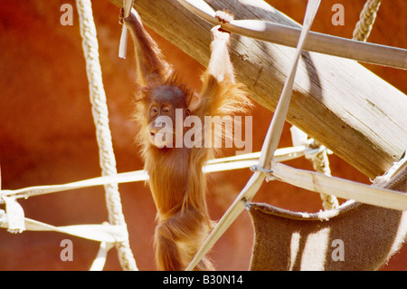 Baby Sumatran Orangutan in Zoo Stock Photo
