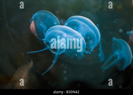Moon Jellyfish Aurelia aurita Germany North Sea