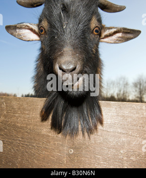 Domestic goat portrait Capra hircus Germany Bavaria Stock Photo