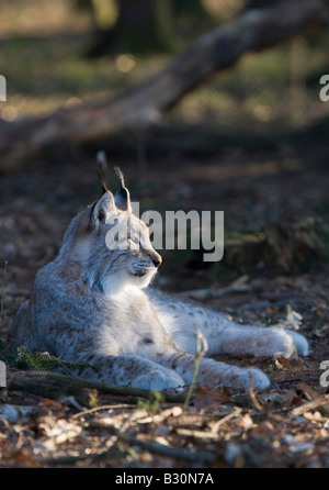 Lynx Felis lynx Germany Bavaria Stock Photo