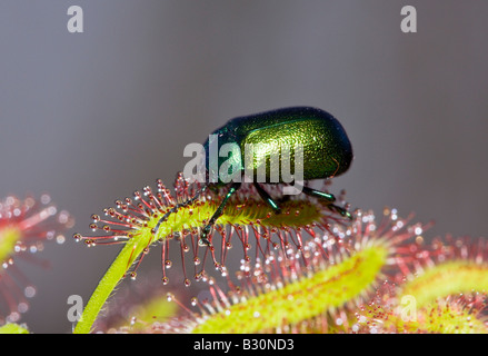 Leaf Beetle on Sundew Chrysomela Drosera Germany Munich Bavaria