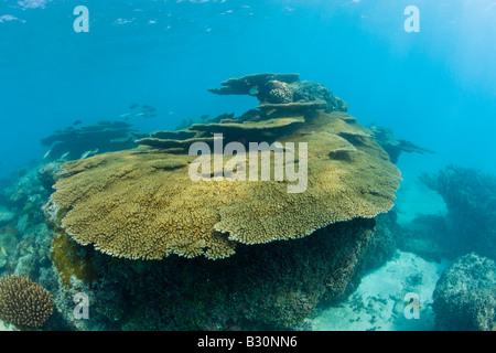 Table Corals in Bikini Lagoon Marshall Islands Bikini Atoll Micronesia Pacific Ocean Stock Photo