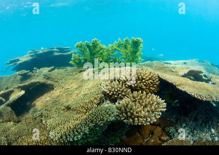 Corals in Bikini Lagoon Marshall Islands Bikini Atoll Micronesia Pacific Ocean Stock Photo
