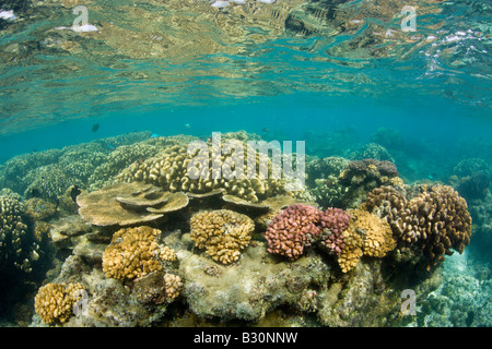 Corals in Bikini Lagoon Marshall Islands Bikini Atoll Micronesia Pacific Ocean Stock Photo