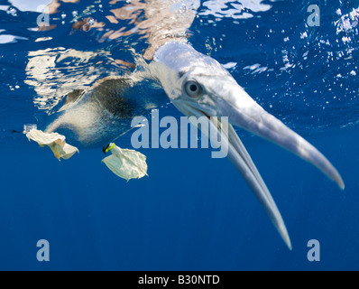 Young Brown Booby Sula leucogaster Marshall Islands Bikini Atoll Micronesia Pacific Ocean Stock Photo