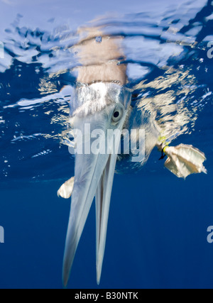 Young Brown Booby Sula leucogaster Marshall Islands Bikini Atoll Micronesia Pacific Ocean Stock Photo