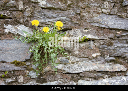 Dandelion grows from asphalt Stock Photo