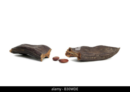 Ceratonia siliqua, carob bean, St. John's bread Stock Photo