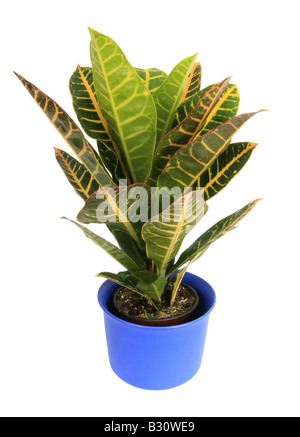 Codiaeum variegatum var. pictum, Croton Stock Photo