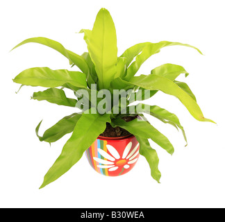 Asplenium nidus, bird's nest fern Stock Photo