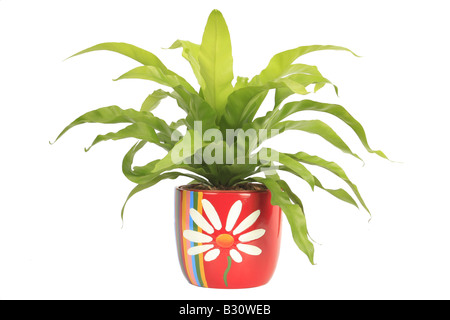 Asplenium nidus, bird's nest fern Stock Photo