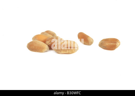 Triticum aestivum, bread wheat, cultivated wheat Stock Photo