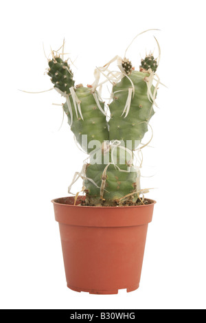 Tephrocactus articulatus papyracanthus, Opuntia articulata papyracantha, Paper-spined cactus