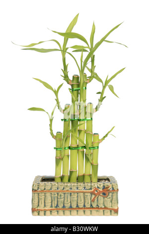 Dracaena sanderiana Lucky Bamboo, Dracaena Lucky Bamboo Stock Photo