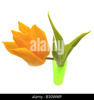 Tulipa gesneriana, common garden tulip Stock Photo