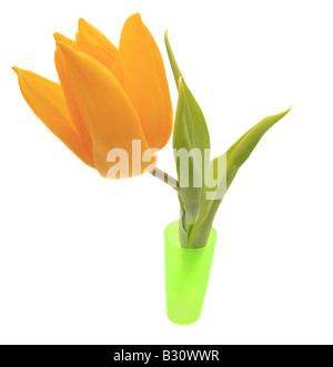 Tulipa gesneriana, common garden tulip Stock Photo