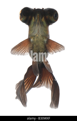 Carassius auratus, chinese moor telescope goldfish, common carp, black moor, broadtail moor, globe eye, demekin Stock Photo