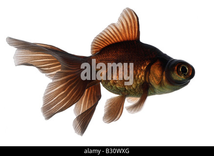 Carassius auratus, chinese moor telescope goldfish, common carp, black moor, broadtail moor, globe eye, demekin Stock Photo