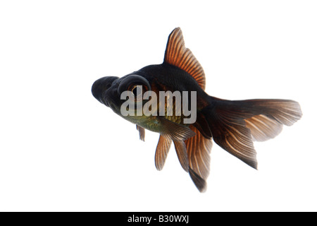 photography black telescope goldfish