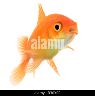 Carassius auratus, goldfish, common carp Stock Photo