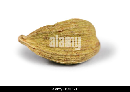 Elettaria cardamomum, Amomum cardamon, true cardamom Stock Photo