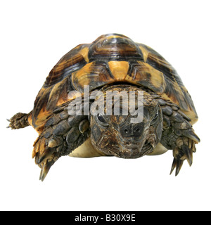 Testudo hermanni, Hermann's tortoise, Greek tortoise Stock Photo