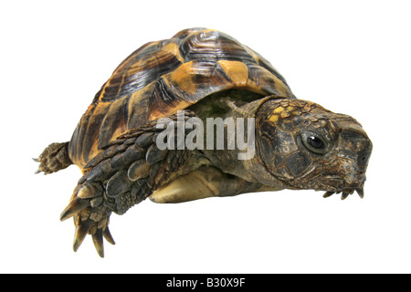 Testudo hermanni, Hermann's tortoise, Greek tortoise Stock Photo