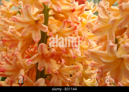 hyacinth Gypsy Queen Stock Photo