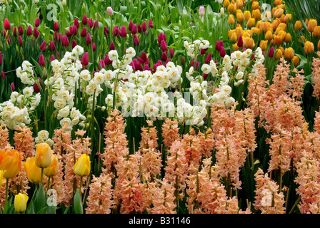 selection of spring bulbs flowers including hyacinth Gypsy Queen Stock Photo