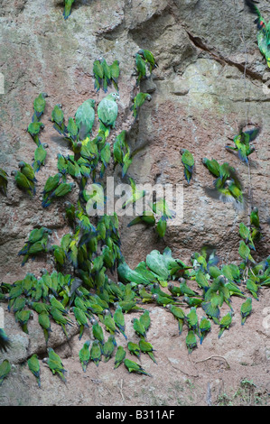 Blue headed Parrot (Pionus menstruus) and Mealy Amazon (Amazona farinosa) at clay lick Napo River Rainforest Ecuador Stock Photo